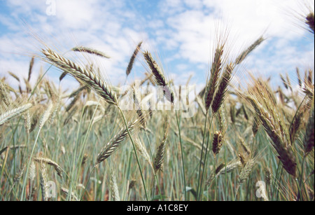 cultivated rye (Secale cereale), rye field, Germany Stock Photo