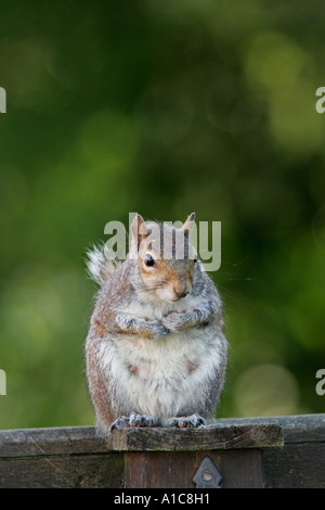 Grey Squirrel on garden fence Stock Photo