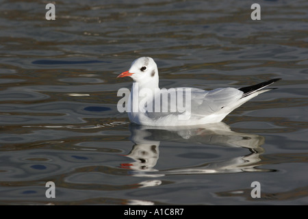 Black-headed Gull in winter plummage Stock Photo