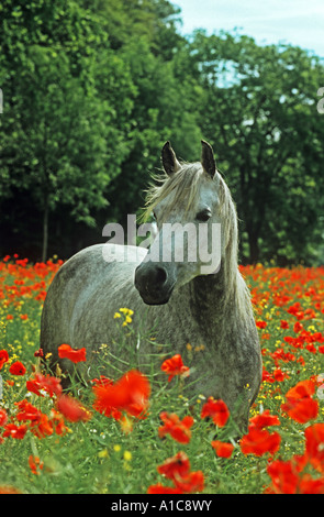 Arabian thoroughbred - in poppy field Stock Photo
