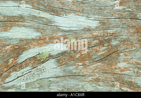 old man's beard (Usnea spec.), Lichens on wood, Australia Stock Photo