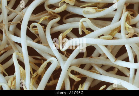 mung bean, green gram, golden gram, green soy (Vigna radiata, Vigna aureus, Phaseolus radiatus, Phaseolus aureus), young sprouts Stock Photo