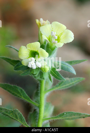 Russian henbane (Hyoscyamus albus), blooming, light form, Spain, Majorca Stock Photo