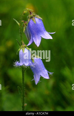 bearded bellflower (Campanula barbata), inflorescence Stock Photo