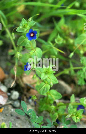 common pimpernel, scarlet pimpernel, poor man's weatherglass (Anagallis arvensis), form with blue flowers Stock Photo