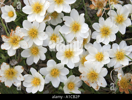 mountain avens (Dryas octopetala), flowers, top view Stock Photo