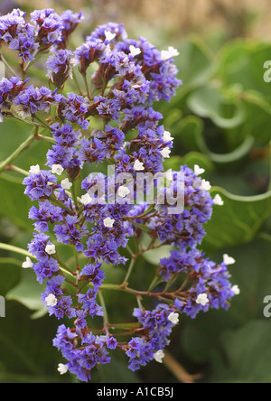 bush sealavender, tree limonium, tree statice (Limonium arborescens), detail of the blossoms Stock Photo