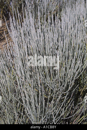 Teide broom (Spartocytisus supranubius, Spartocytisus nubigenus), shrub without leaves, Spain, Canary Islands, Teneriffa Stock Photo