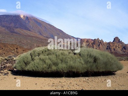 Teide broom (Spartocytisus supranubius, Spartocytisus nubigenus), single shrub with the Teyde-Mountain in the background, Spain Stock Photo