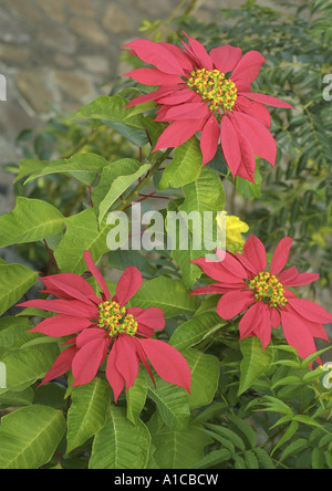 South African poinsettia plant and red flowers blooming in a garden ...