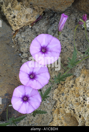 Mallow leaved bindweed, Mallow-leaved bindweed (Convolvulus althaeoides), blooming plant, Spain, Canary, Tenerife Stock Photo