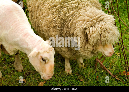 Shorn and unshorn Corriedale Merino crossbred sheep Stock Photo