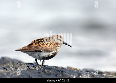 dunlin in breeding plumage on a rock by the shore fetlar shetland isles scotland Stock Photo