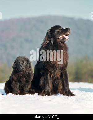 Newfoundland dog with puppy in snow Stock Photo