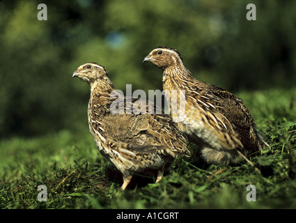 2 common quails - male right, female left / Coturnix coturnix Stock Photo