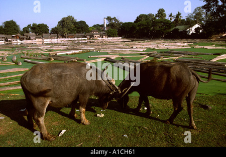 Myanmar Burma Mandalay water buffalo grazing by teak logs in sawmill pond Stock Photo