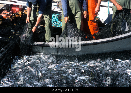 Hauling in a net full of herring off of Deer Island New Brunswick Canada Bay of Fundy North America Stock Photo