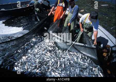 Hauling in a net full of herring off of Deer Island New Brunswick Canada Bay of Fundy North America Stock Photo