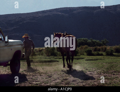 End of a hard day.  Cowboy gets ready to load up horse. Stock Photo