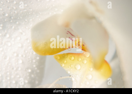 Close up of white moth orchid Stock Photo