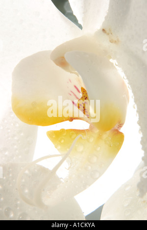 Close up of white moth orchid Stock Photo