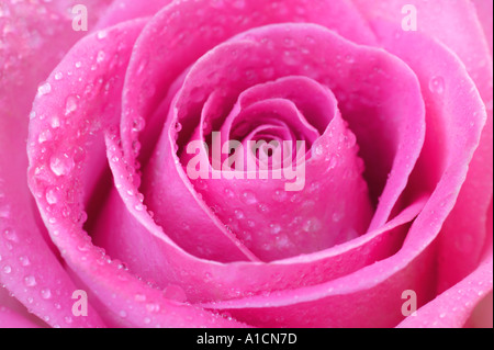 Pink rose in close up with dew drops Stock Photo