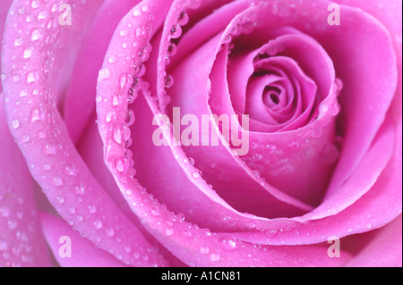 Pink rose in close up with dewdrops Stock Photo