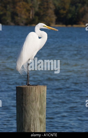 Snowy Egret perched on piling over water in Walt Disney World at Lake Buena Vista Florida, USA Stock Photo