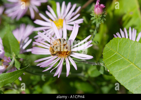 Honey bee pollinating pink Michaelmas Daisy Aster blossoms in wetlands area of Central Florida USA Stock Photo