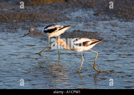 Pair of American avocets (Recurvirostra americana) wading in the marsh at Baylands Nature Preserve, Palo Alto, California, USA Stock Photo