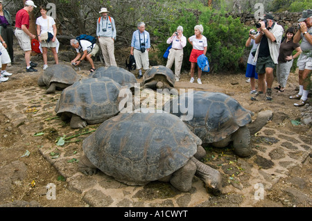 Tourists watching Giant Tortoises being fed, Charles Darwin Foundation, Santa Cruz Is GALAPAGOS Ecuador Stock Photo