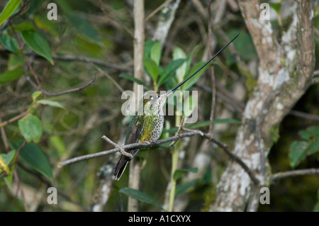Sword-billed Hummingbird (Ensifera ensifera) Female perched, Yanacocha Reserve near Quito, ECUADOR Stock Photo