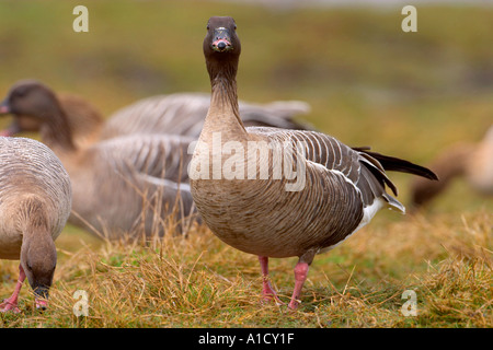 Pink footed Goose, Anser brachyrhynchus Stock Photo