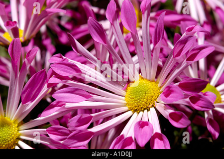 Purple chrysanthemums Stock Photo