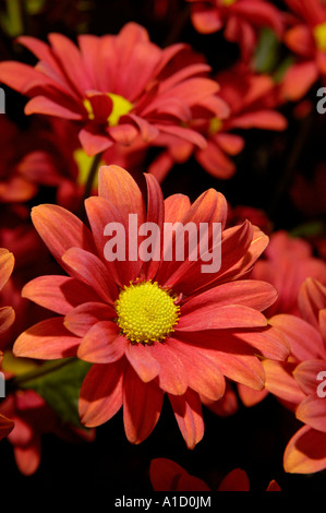 Red chrysanthemums Stock Photo