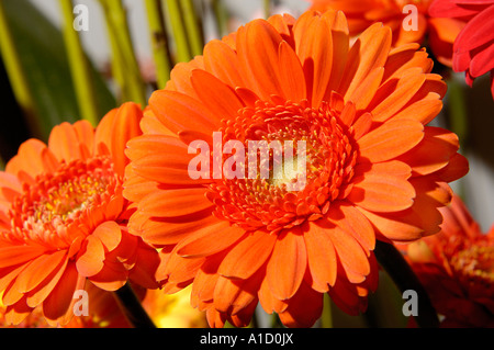 Orange gerberas Stock Photo