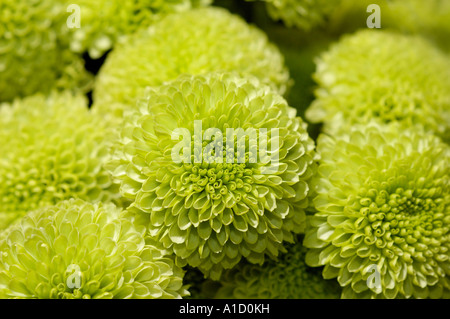 Lime Green Zinnias Stock Photo