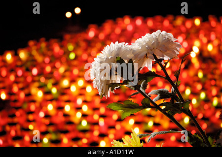 White chrysanthemums over colorful candle lights Stock Photo