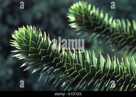 Monkey Puzzle Tree or Chile Pine, Araucaria araucana Stock Photo