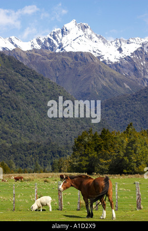 Horse and Sheep near Fox Glacier West Coast South Island New Zealand Stock Photo