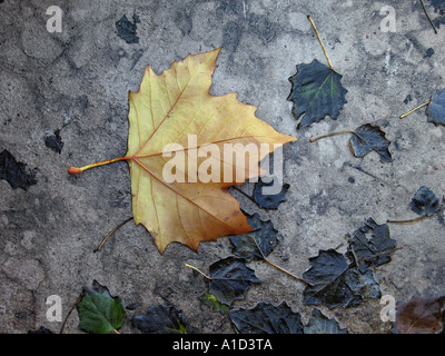 Leaves fallen on a concrete wet floor Stock Photo