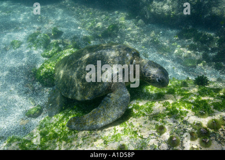 nu2289. Green Sea Turtle, Chelonia mydas, feeding. Galapagos. Pacific Ocean. Photo Copyright Brandon Cole Stock Photo