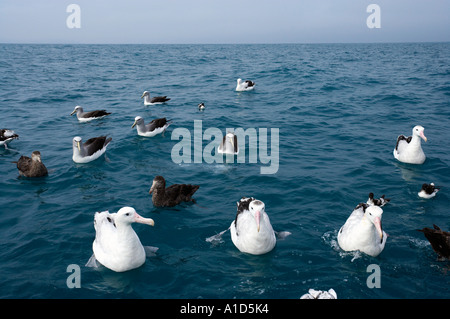 Wandering Albatrosses L to R Snowy Antipodean Gibson s Kaikoura Marlborough South Island New Zealand Diomedea sp Stock Photo