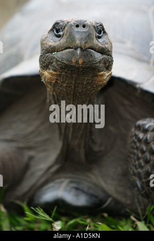 nu72581. Galapagos Giant Tortoise, Geochelone elephantopus. Galapagos Islands. Photo Copyright Brandon Cole Stock Photo
