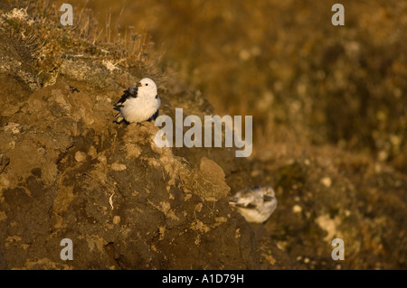 snow bunting Plectrophenax nivalis pair on the tundra in the National Petroleum Reserves off Point Barrow Arctic Alaska Stock Photo