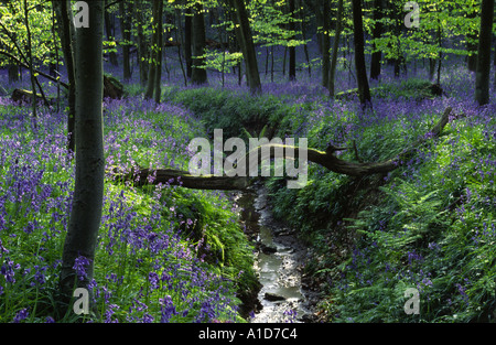 Bluebell wood Coldwaltham West Sussex Stock Photo