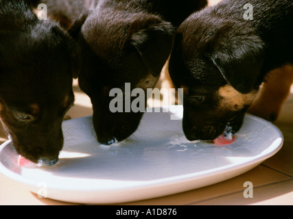 German Shepherd Puppies Eating Stock Photo