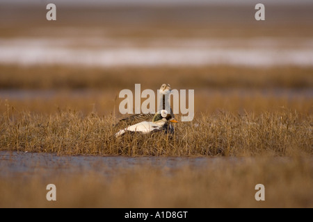 spectacled eider Somateria fischeri pair on a wetland in the National Petroleum Reserves Alaska Stock Photo