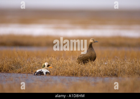 spectacled eider Somateria fischeri pair on a wetland in the National Petroleum Reserves Alaska Stock Photo