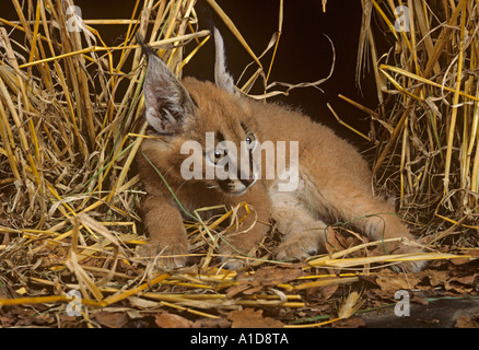 Caracal Lynx Cub Felix caracal Stock Photo